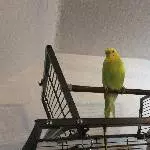 Jamie und Sunny ,beides Männchen und 3 Jahre alt, suchen einen neuen Wirkungskreis Bild 2