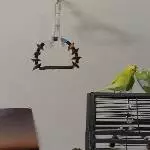 Jamie und Sunny ,beides Männchen und 3 Jahre alt, suchen einen neuen Wirkungskreis Bild 3