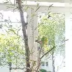 4 Wellensittiche suchen ein neues Zuhause Bild 7