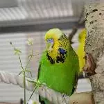 4 Wellensittiche suchen ein neues Zuhause Bild 2