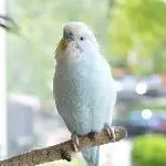 4 Wellensittiche suchen ein neues Zuhause Bild 5