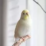 4 Wellensittiche suchen ein neues Zuhause Bild 4