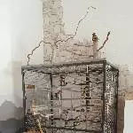 4 Wellensittiche suchen ein neues Zuhause Bild 6