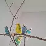 5 Wellis abzugeben Bild 1