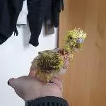 Jesse (m/4) sucht liebevolles Heim Bild 1