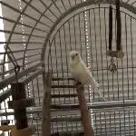 Zwei Wellis suchen ein neues Zuhause Bild 1