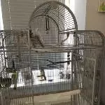 Zwei Wellis suchen ein neues Zuhause Bild 3