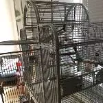 Zwei Wellis suchen ein neues Zuhause Bild 4