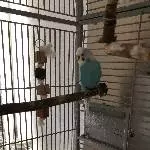 Zwei Wellis suchen ein neues Zuhause Bild 2