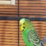 Einsamer Tweeti sucht ein neues Zuhause Bild 1