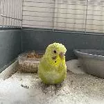 Wellensittichhahn abzugeben Bild 1