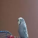 Kuno sucht einen neuen Schwarm Bild 1