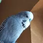 Kuno sucht einen neuen Schwarm Bild 2