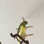 Gesunder junger Wellensittich sucht einen Schwarm Bild 9