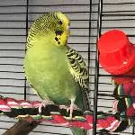 Gesunder junger Wellensittich sucht einen Schwarm Bild 6