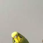 Gesunder junger Wellensittich sucht einen Schwarm Bild 1