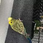 Gesunder junger Wellensittich sucht einen Schwarm Bild 7