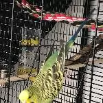 Gesunder junger Wellensittich sucht einen Schwarm Bild 8
