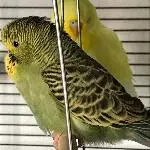 Gesunder junger Wellensittich sucht einen Schwarm Bild 4