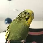 Gesunder junger Wellensittich sucht einen Schwarm Bild 2