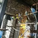 Dringender Hilferuf 8 Wellis suchen ein neues Zuhause Bild 2