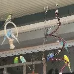 Dringender Hilferuf 8 Wellis suchen ein neues Zuhause Bild 3