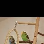 4 Wellensittiche abzugeben Bild 1