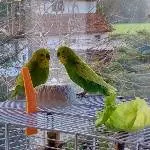 Zwei ältere Wellensittiche suchen ein neues Zuhause Bild 3