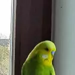 Zwei ältere Wellensittiche suchen ein neues Zuhause Bild 1