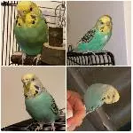 2 Wellis in liebevolle Hände abzugeben Bild 1