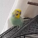 Rico sucht neue Gefährtin/Gefährte Bild 2