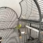 Welli sucht ein neues zu Hause Bild 1