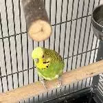 Welli sucht ein neues zu Hause Bild 2