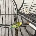 Welli sucht ein neues zu Hause Bild 3