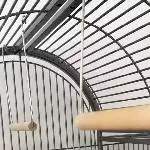 Männlicher fröhlicher Wellensittich Morty sucht ein neues Zuhause Bild 1