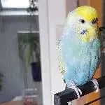 Sami und Saphira suchen ein neues Zuhause Bild 2