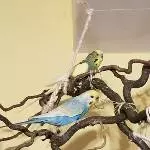 Sami und Saphira suchen ein neues Zuhause Bild 1