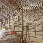 Ein Welli Pärchen sucht ein neues Zuhause Bild 2