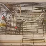 Ein Welli Pärchen sucht ein neues Zuhause Bild 3