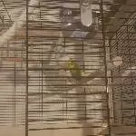 Ein Welli Pärchen sucht ein neues Zuhause Bild 1