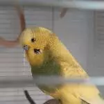 Welli abzugeben Bild 1