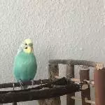 2 Wellensittiche (Hähne) abzugeben Bild 2