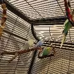4 Wellis abzugeben Bild 1