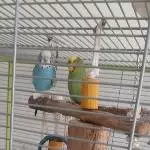Coco (4 Monate) und Marla (2 Jahre) suchen neues Zuhause Bild 1