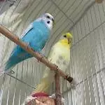 Wellipärchen abzugeben Bild 2