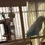 Wellipärchen abzugeben Bild 1