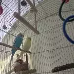 Wellipärchen abzugeben Bild 3