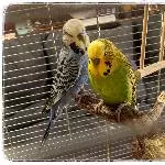 Männchen-Duo sucht neue WG Bild 1