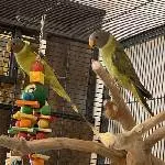 2 junge Pflaumenkopfsittiche Bild 4