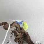 Suchen Schwarm für unsere beiden etwas über 1 Jahr alten Wellis Bild 1